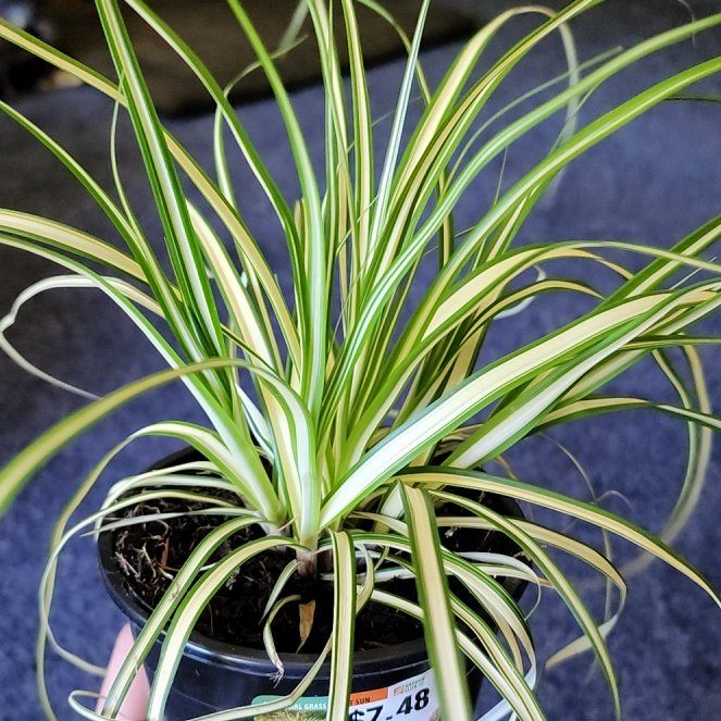 Photo of the plant species Carex oshimensis 'EverColor® Everest' by @PetPlain27 named Lavender on Greg, the plant care app