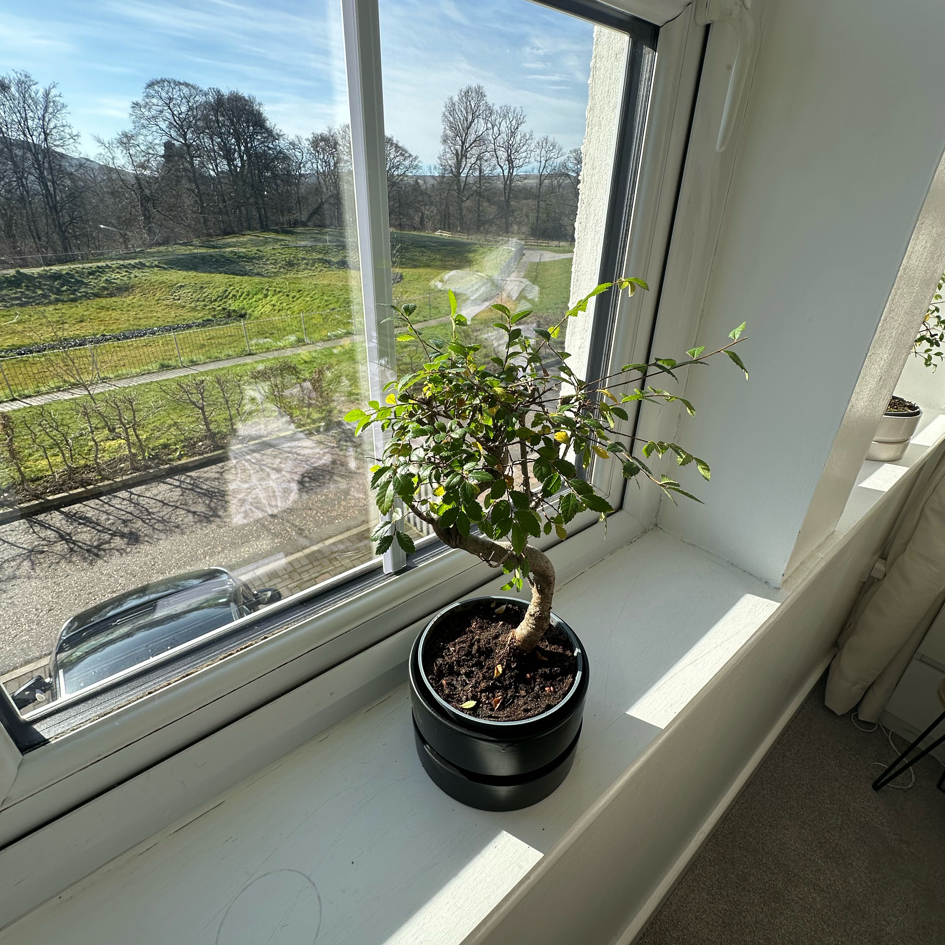 Photo of the plant species Zelkova by @NewPrasium5 named Tree Diddy on Greg, the plant care app