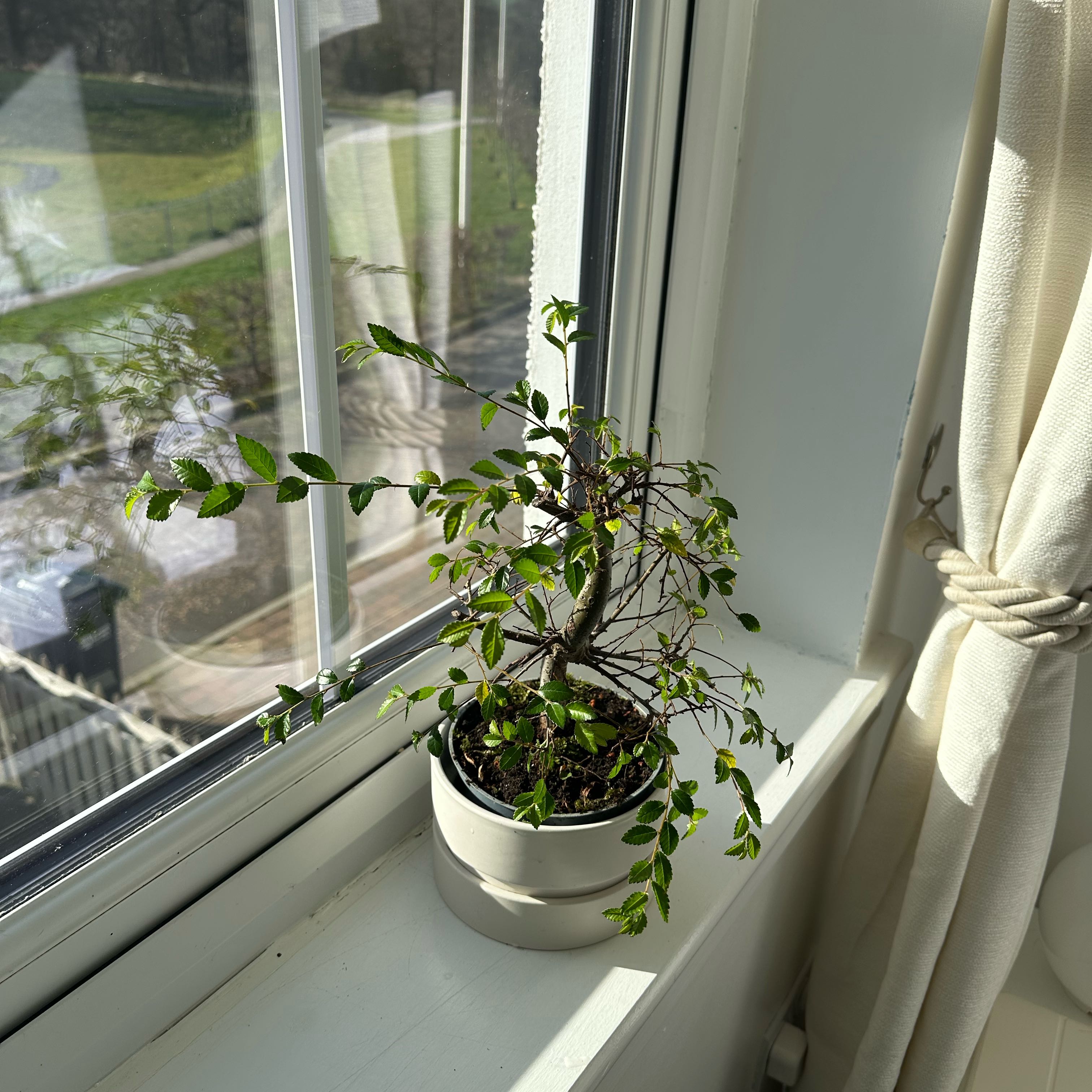 Photo of the plant species Zelkova by @NewPrasium5 named Robert Plant on Greg, the plant care app