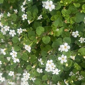 Photo of the plant species Heart Leaf by @FitPlumtree19 named Shakira on Greg, the plant care app