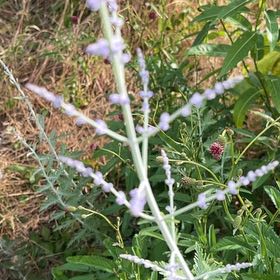 Photo of the plant species Texas Vervain by @AmbitiousCorn34 named Orwell on Greg, the plant care app