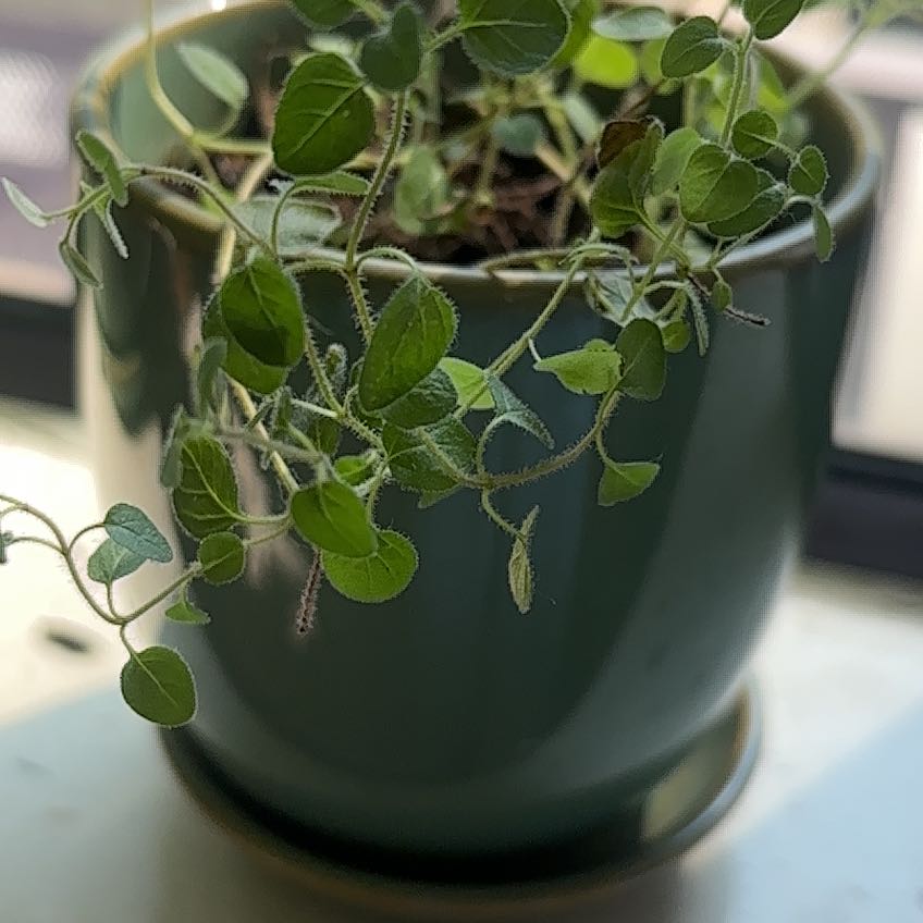 Photo of the plant species Marjoram by @SportDamiana99 named Winston on Greg, the plant care app