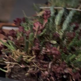 Photo of the plant species Mossy Stonecrop by @JocularFeijoa79 named Terra on Greg, the plant care app