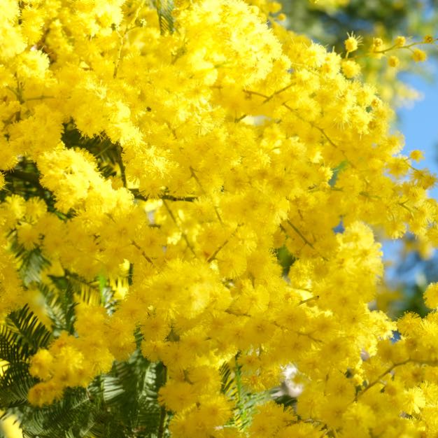 Photo of the plant species Cootamundra Wattle by @BoldViszsla18 named Willow on Greg, the plant care app