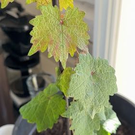 Photo of the plant species Cabernet Sauvignon by @EfficientSquash named Tolkien on Greg, the plant care app