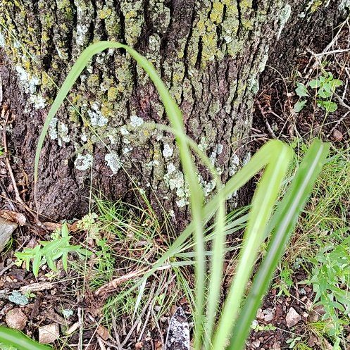 Photo of the plant species Onion Weed by @PerkyVeilwort40 named Remington on Greg, the plant care app