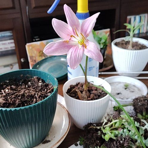 Photo of the plant species Barbosa Lily by @PerkyVeilwort40 named Michelle Branch on Greg, the plant care app