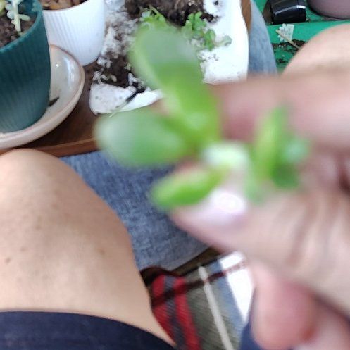 Photo of the plant species Sticky Chickweed by @PerkyVeilwort40 named Sigmund on Greg, the plant care app