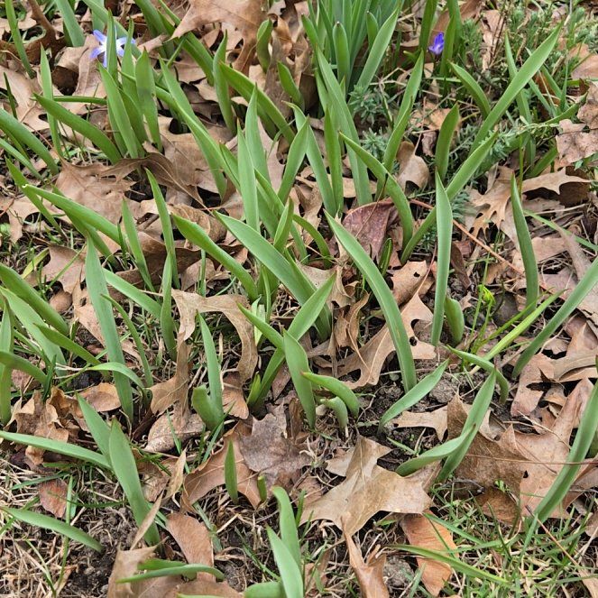 Photo of the plant species Wild Tulip by @HeroicPuka88 named Osmo on Greg, the plant care app