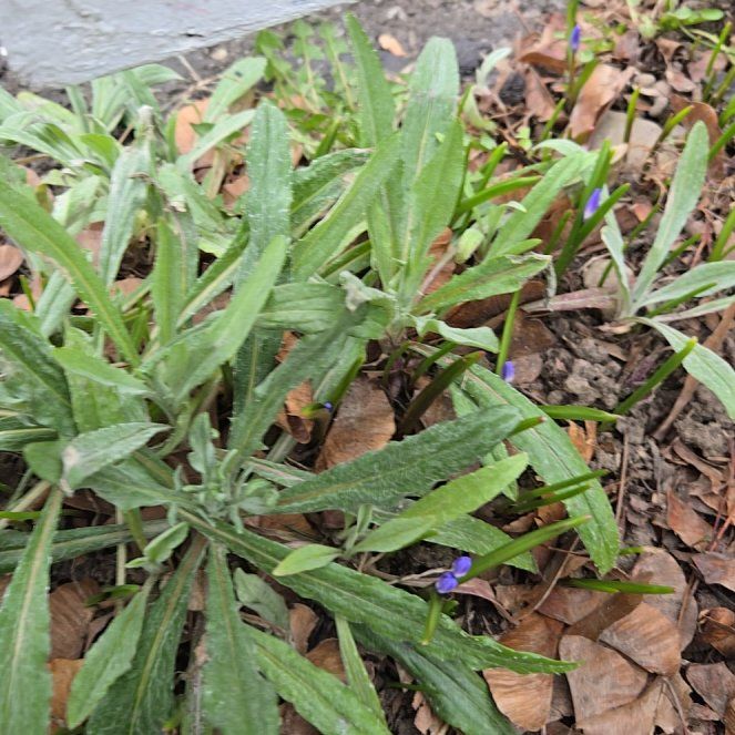 Photo of the plant species Texas Sage by @HeroicPuka88 named Mochi on Greg, the plant care app