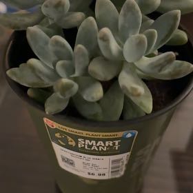Photo of the plant species Succulent by @ChampBonsi4 named Emerson on Greg, the plant care app