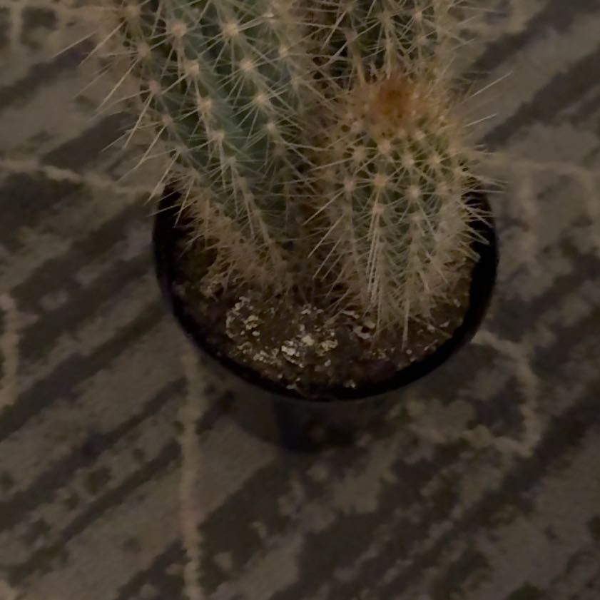 Photo of the plant species Pilosocereus baumii by @ChampBonsi4 named Foxxy on Greg, the plant care app