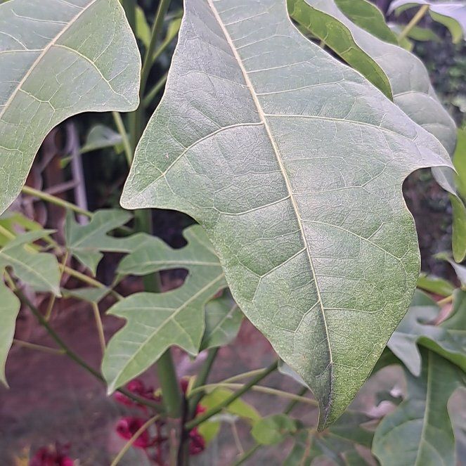 Photo of the plant species Flame Bottletree by @LadyFord24 named Elle on Greg, the plant care app