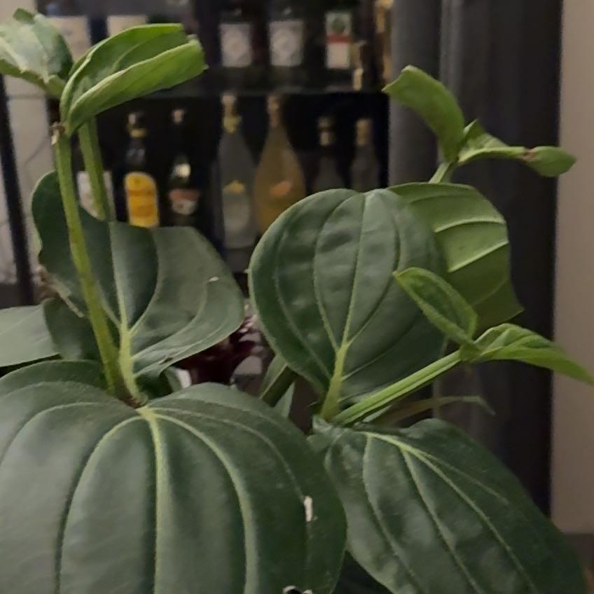 Photo of the plant species Medillina by @DollViolet51 named Nithin on Greg, the plant care app