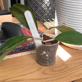 Photo of the plant species Hoya Viola by @FunKawaka19 named Bigleef Smalls on Greg, the plant care app