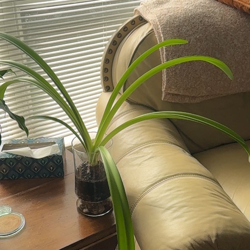 Photo of the plant species Giant Amaryllis by @MeekUngnadia82 named Figyonce on Greg, the plant care app