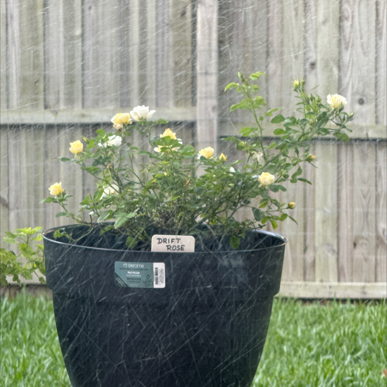 Photo of the plant species Popcorn Drift Rose by @MeekUngnadia82 named Scarlett on Greg, the plant care app