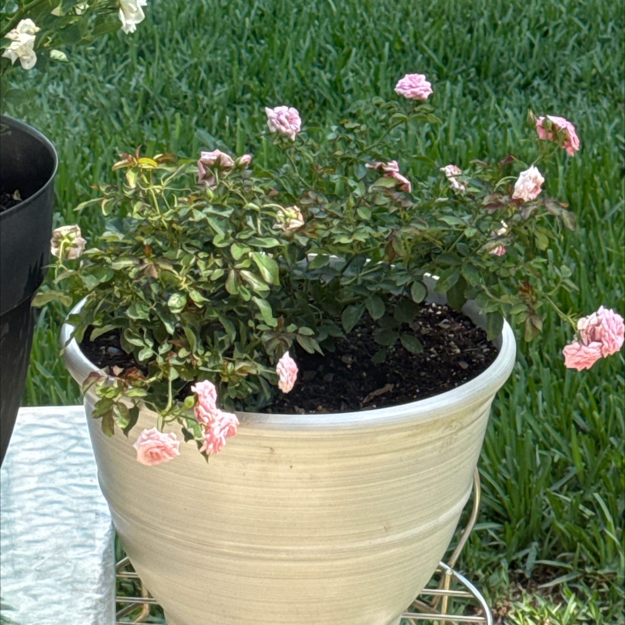 Photo of the plant species Sweet Drift Rose by @MeekUngnadia82 named Rihanna on Greg, the plant care app