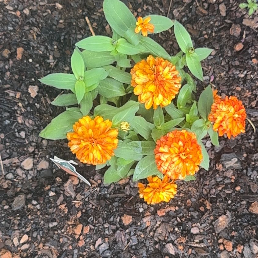 Photo of the plant species Zinnia 'Zydeco Fire' by @PiquantNikkofir named Naomi on Greg, the plant care app