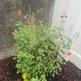 Photo of the plant species Salvia by @PiquantNikkofir named Sherlock on Greg, the plant care app