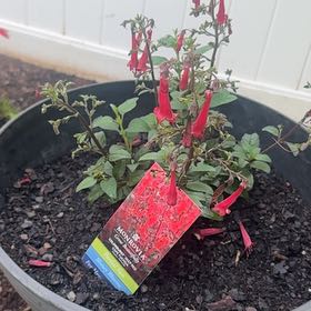 Photo of the plant species Cape Fuchsia by @PiquantNikkofir named Navajo on Greg, the plant care app