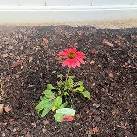 Photo of the plant species Tres Amigos Coneflower by @PiquantNikkofir named Harmony on Greg, the plant care app