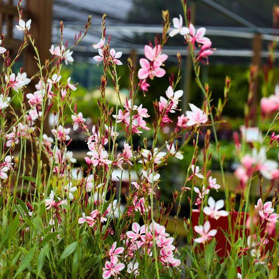 Photo of the plant species Gaura 'SteffiTM' by @PiquantNikkofir named Spike Leaves on Greg, the plant care app