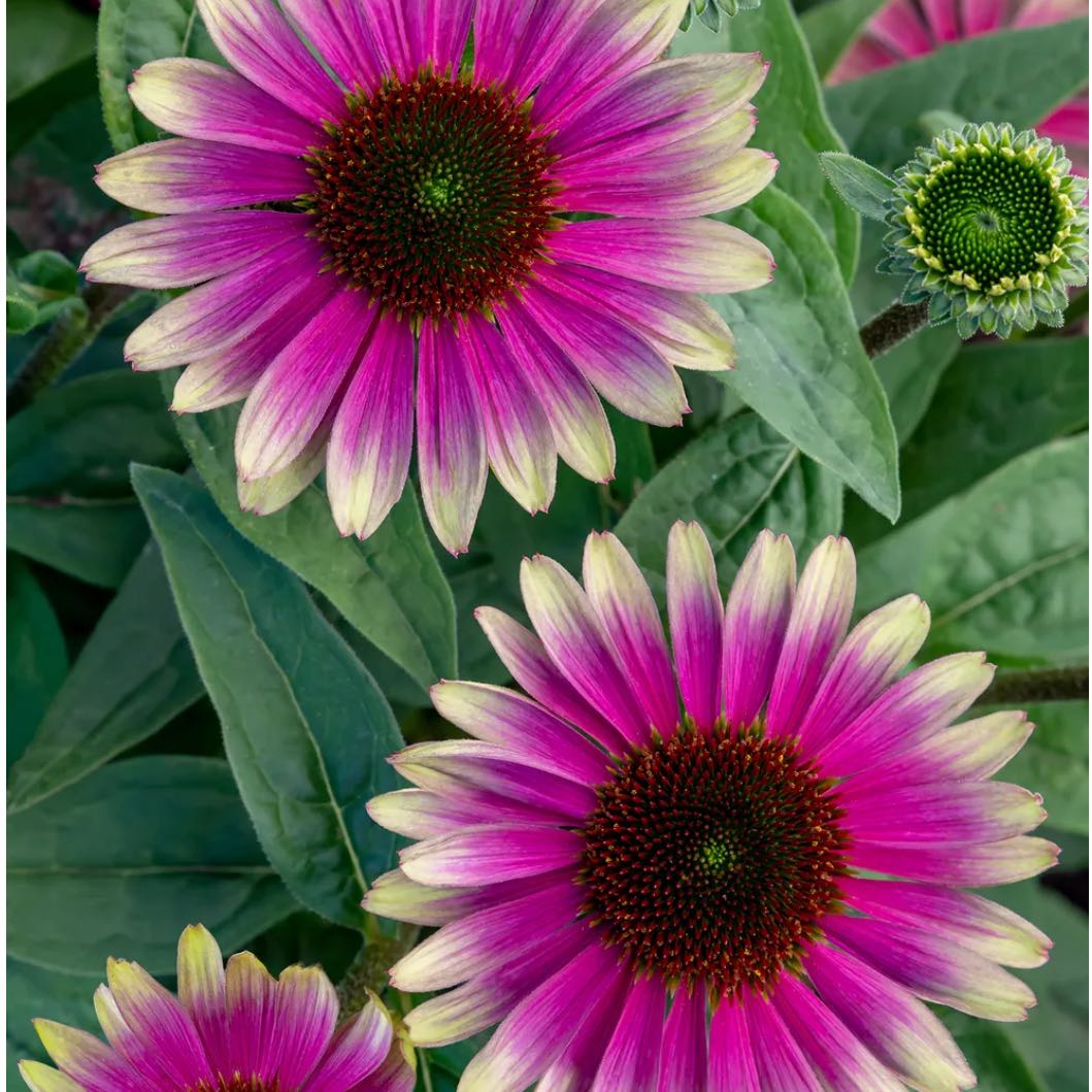 Photo of the plant species Echinacea 'Sweet Sandia' by @PiquantNikkofir named Doja Cat on Greg, the plant care app
