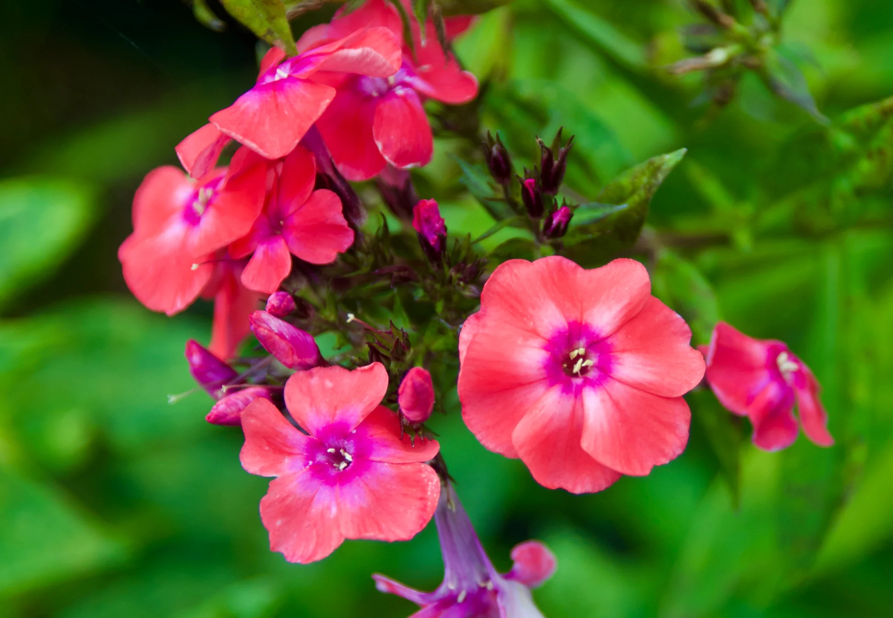 Photo of the plant species Phlox 'Garden GirlsTM Glamour Girl' by @PiquantNikkofir named McKinley on Greg, the plant care app