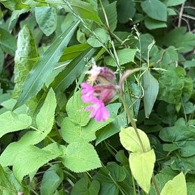 Photo of the plant species Red Campion by @CuteKermesoak75 named Kesha on Greg, the plant care app