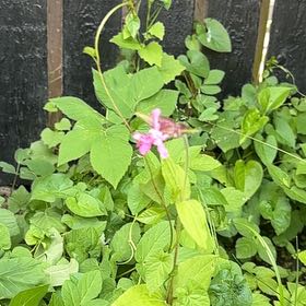 Photo of the plant species Red Campion by @CuteKermesoak75 named Scarlett on Greg, the plant care app
