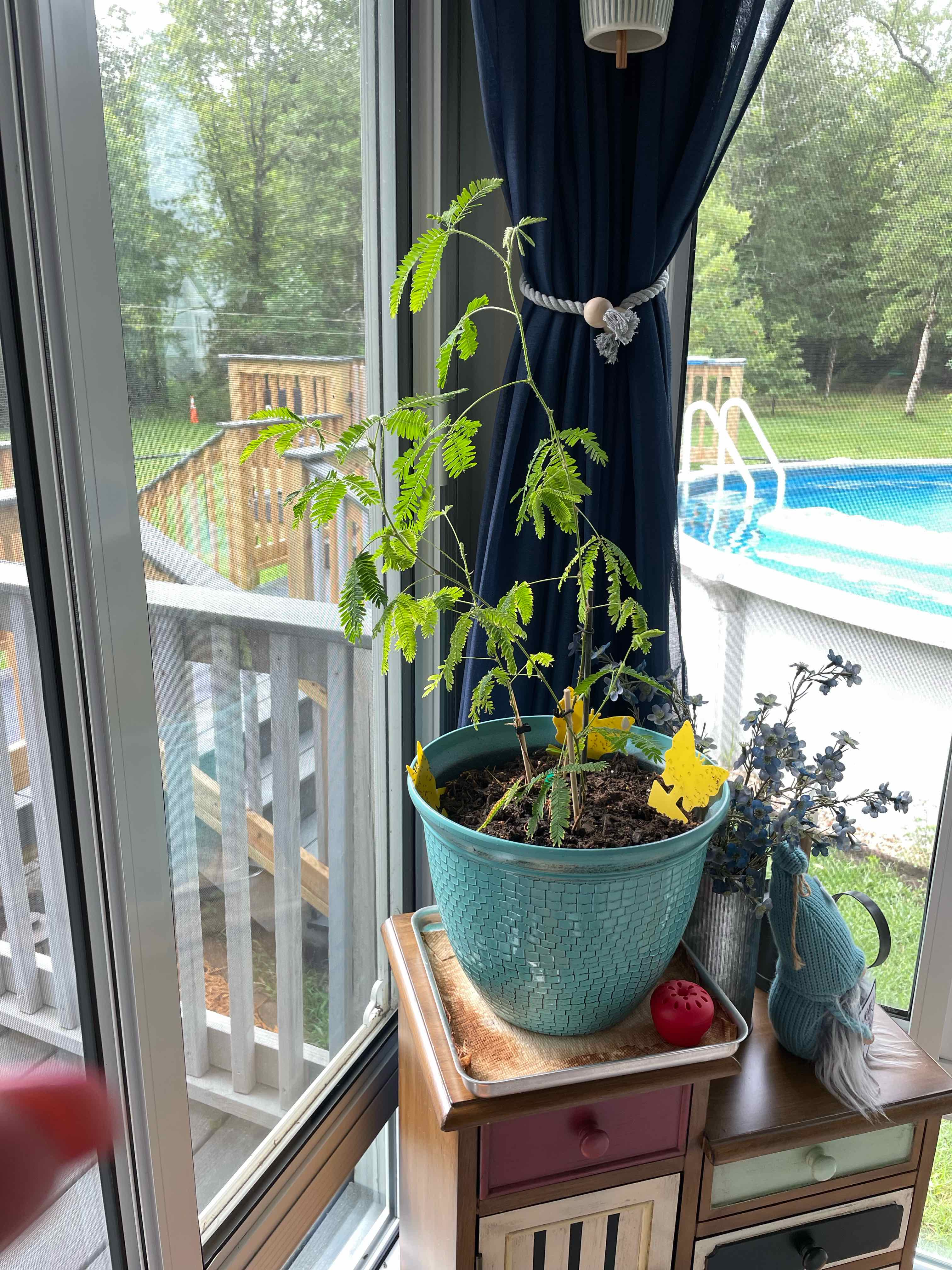 Addy’s Plant