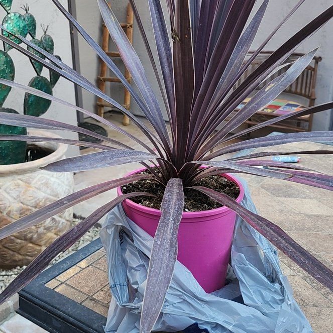 Photo of the plant species Pink Dreams by @FitRockcress97 named Harmony on Greg, the plant care app