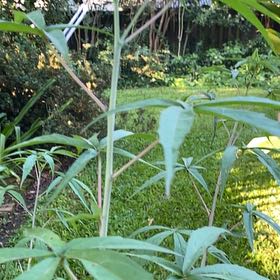 Photo of the plant species Cassava by @LoyallyLlavea87 named Prince on Greg, the plant care app