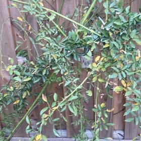 Photo of the plant species Box-Leaved Holly by @LoyallyLlavea87 named Coco on Greg, the plant care app