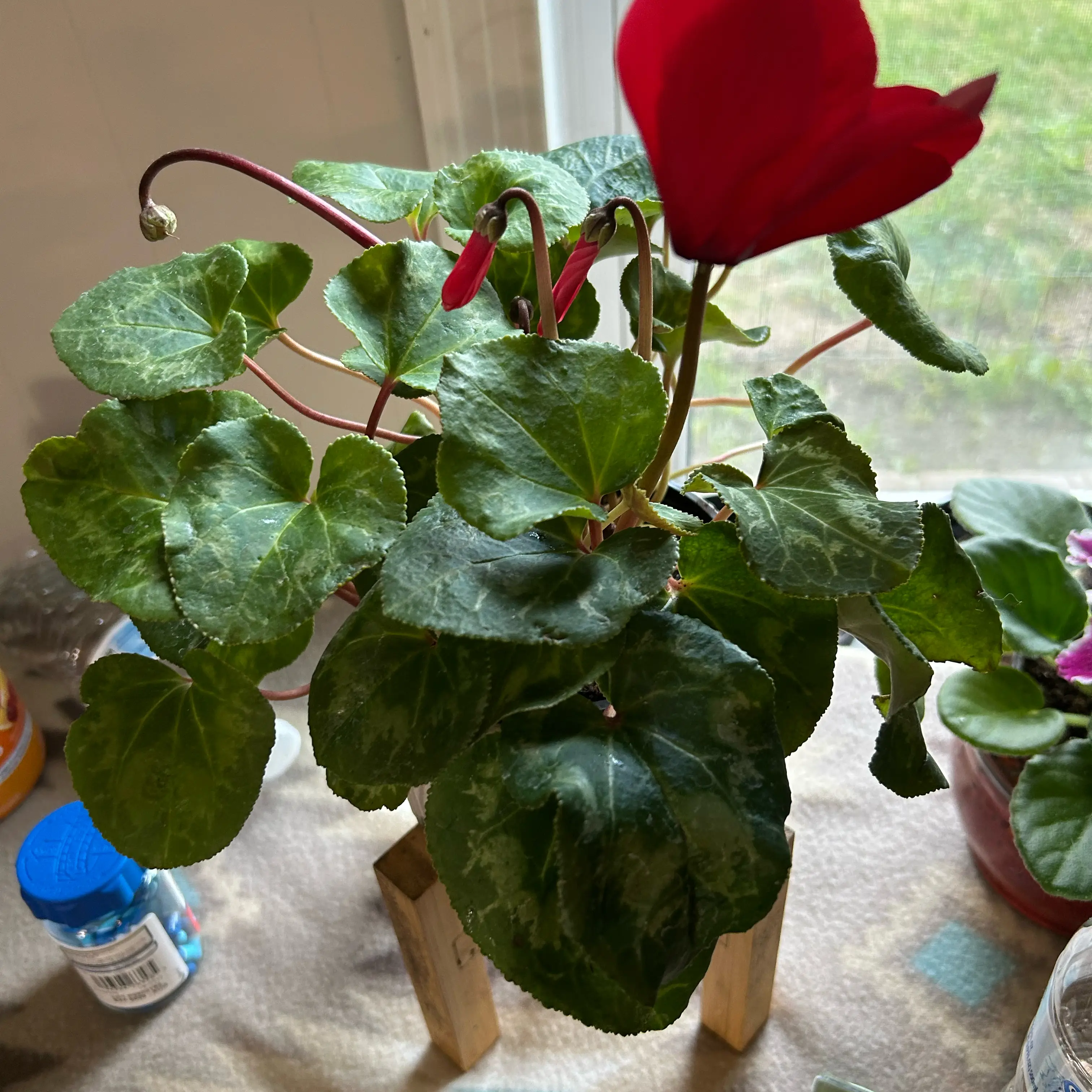 Photo of the plant species Cyclamen 'Halios Bright Scarlet' by @AnewTuberouspea named Stella on Greg, the plant care app