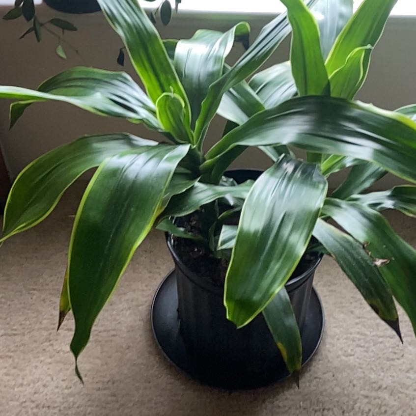 Photo of the plant species Dracena by @GoodThesickener named Lover Boy on Greg, the plant care app