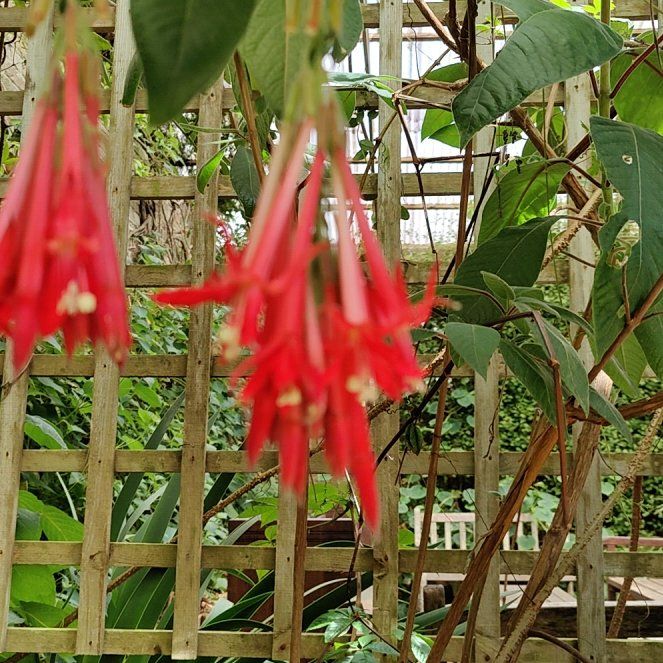 Photo of the plant species Bolivian Fuchsia by @WinToropapa97 named Robert Plant on Greg, the plant care app
