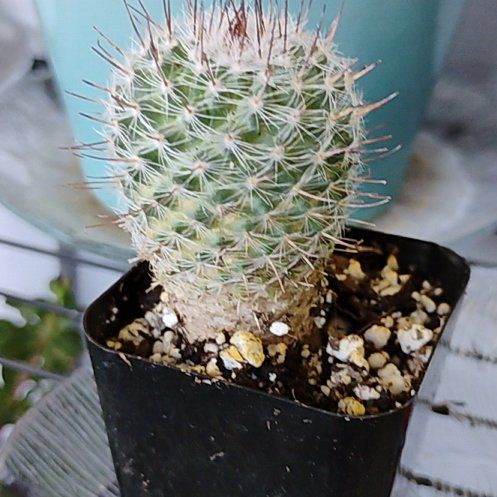 Photo of the plant species Mammillaria senilis by @EstheticJonquil named Old man cactus on Greg, the plant care app