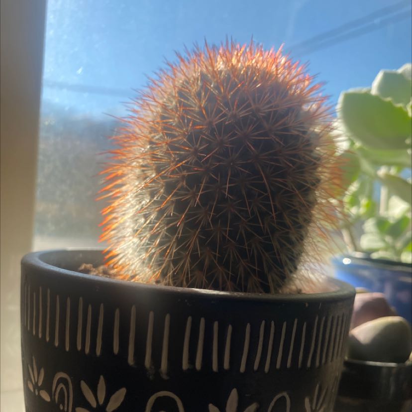 Mammillaria backebergiana cactus in a decorative pot, well-lit and healthy.