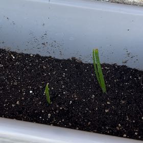 Photo of the plant species Ithuriel's Spear by @kissthedead4me named Gates on Greg, the plant care app