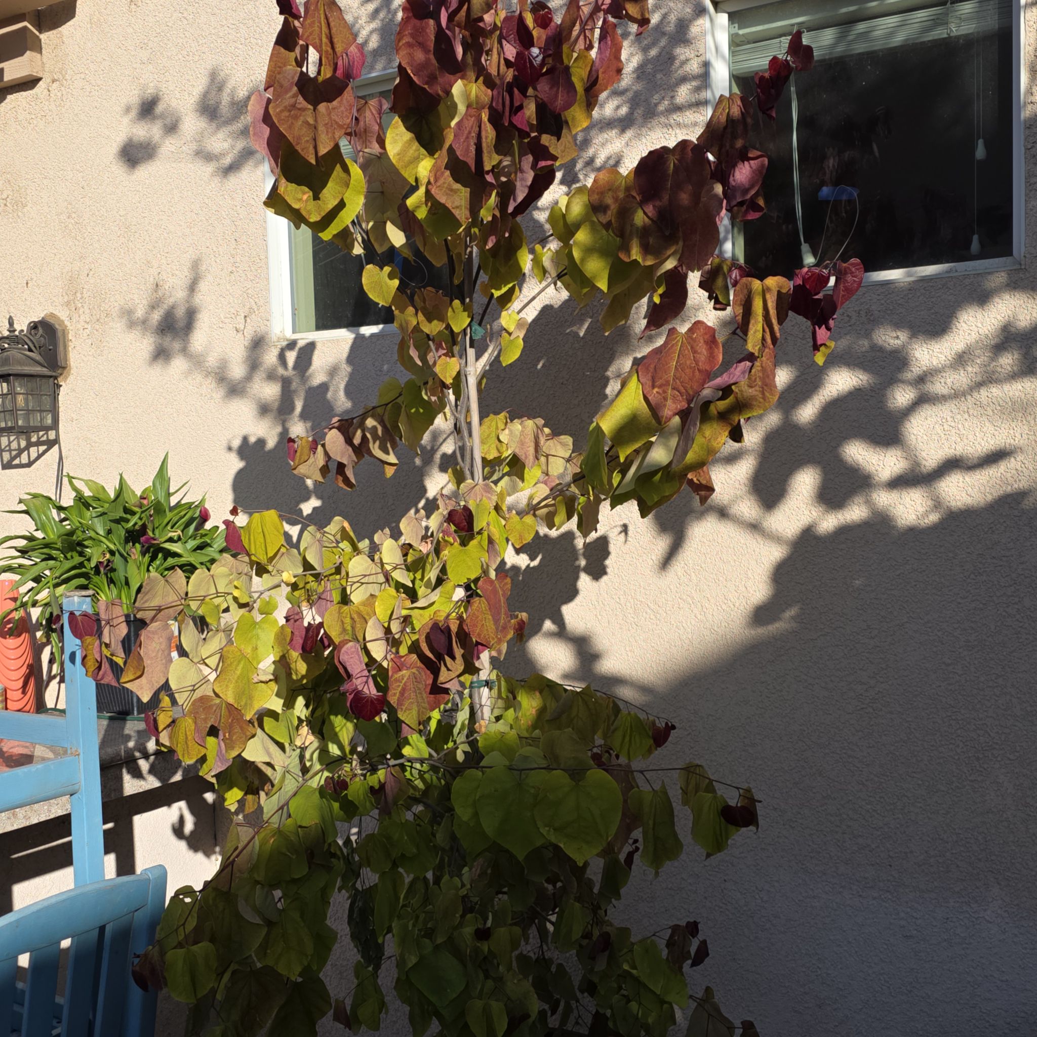 Photo of the plant species Flame Thrower Redbud by @SalientEspicia3 named Khaleesi on Greg, the plant care app