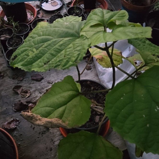 Photo of the plant species Rose Glorybower by @CivilBroom39 named Anne on Greg, the plant care app
