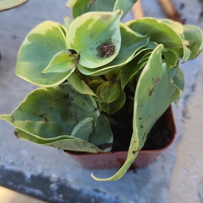 Photo of the plant species Dalmatian Toadflax by @CivilBroom39 named Marilyn on Greg, the plant care app