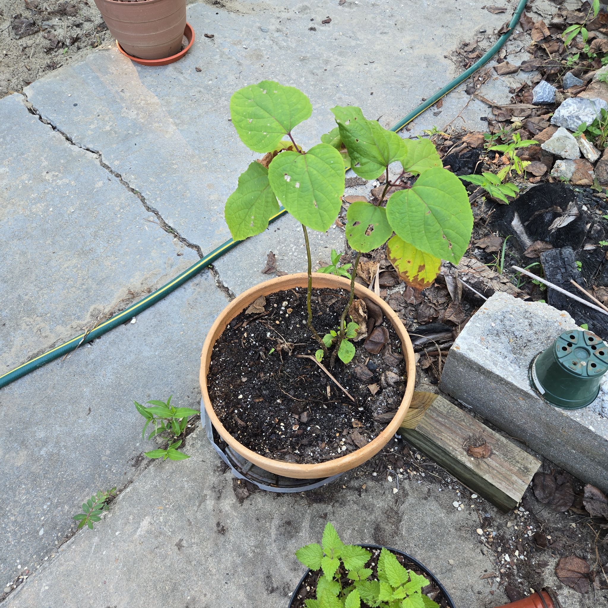 Photo of the plant species Rose Glorybower by @CivilBroom39 named Remington on Greg, the plant care app
