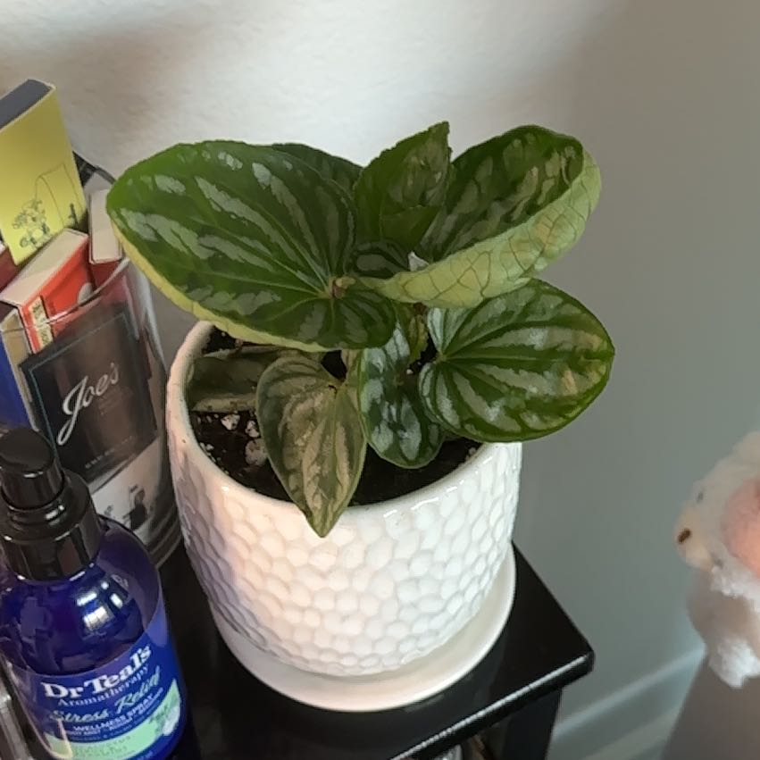 Photo of the plant species Peperomia Ecuador by @AwakePurei30 named Bucket on Greg, the plant care app