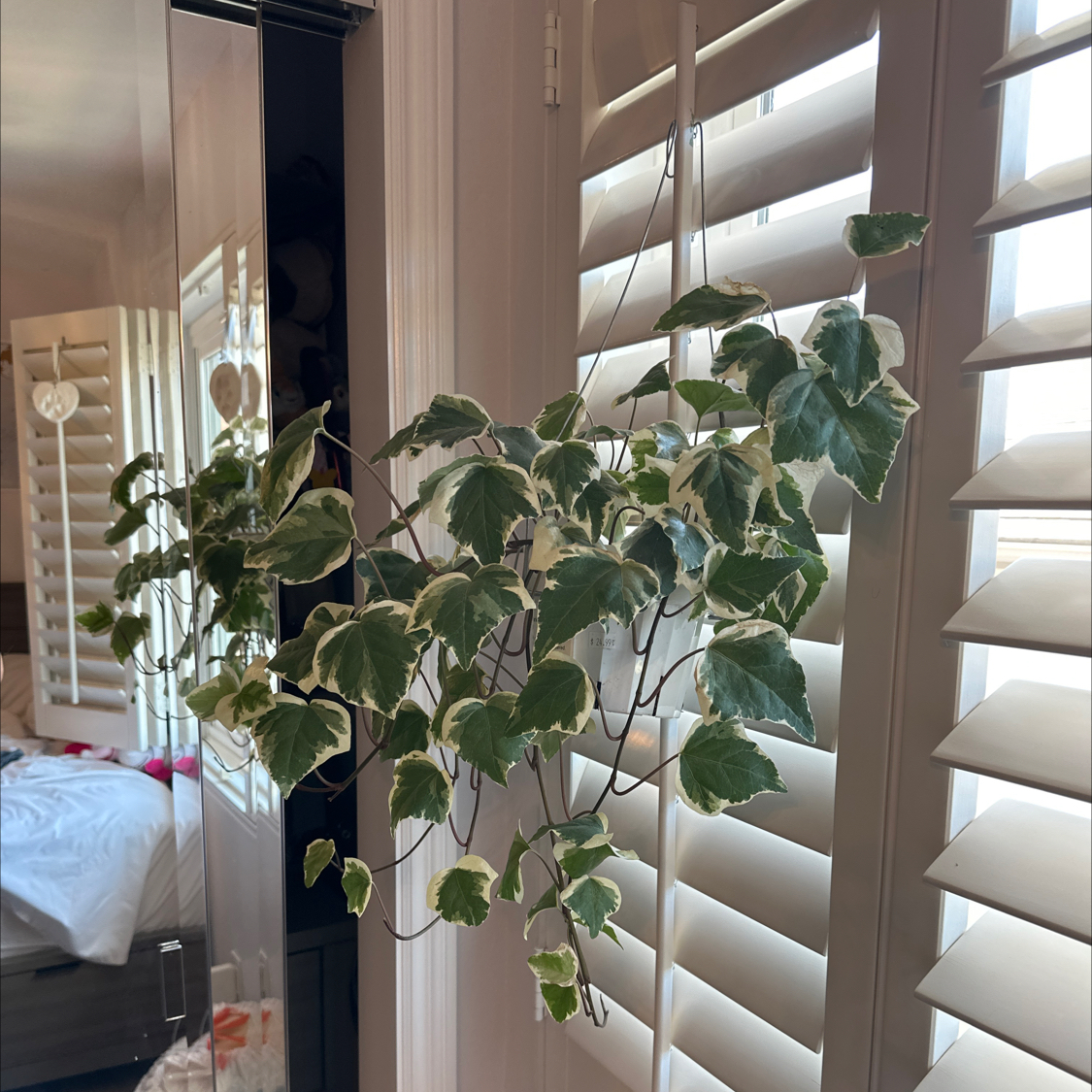 Ivy