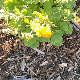 Photo of the plant species Oxlip by @WillAtom9 named Mando on Greg, the plant care app