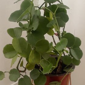Photo of the plant species Peruvian Grape Ivy by @FullPinkjasmine named Gregarious on Greg, the plant care app