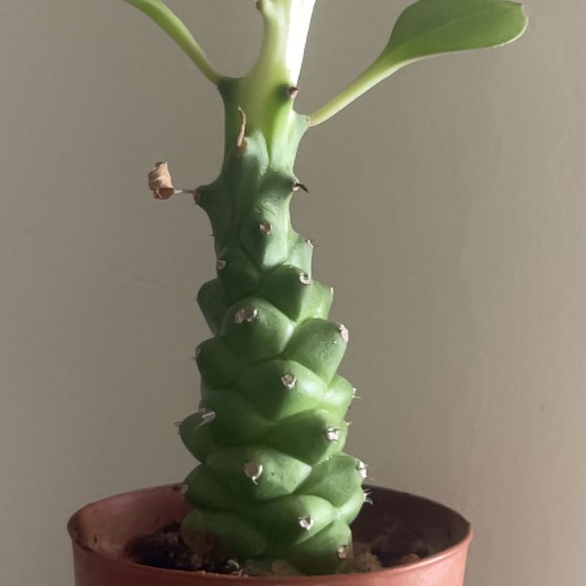 Photo of the plant species Monadenium Rhizophora by @FullPinkjasmine named Homer on Greg, the plant care app